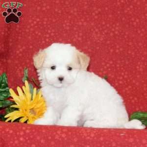 Lilly, Maltipoo Puppy